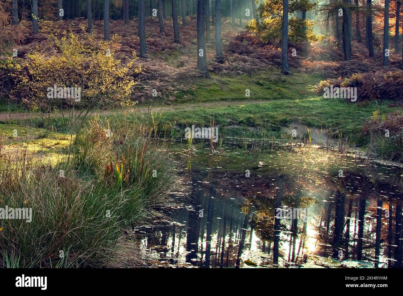 Woodland pools in Birches Valley Cannock Chase Area of Outstanding