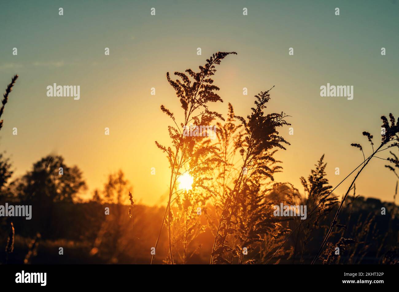 The sun makes its way through dry inflorescences, autumn landscape at sunset evening in nature Stock Photo