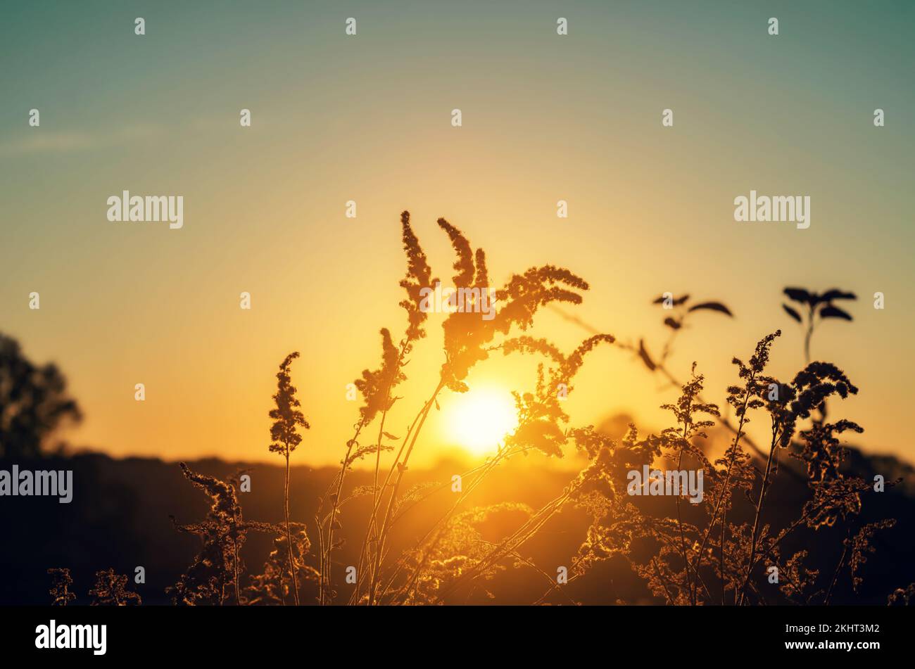 Dry grass-panicles of the Pampas against orange sky with a setting sun. Nature, decorative wild reeds, ecology. Summer evening, dry autumn grass Stock Photo