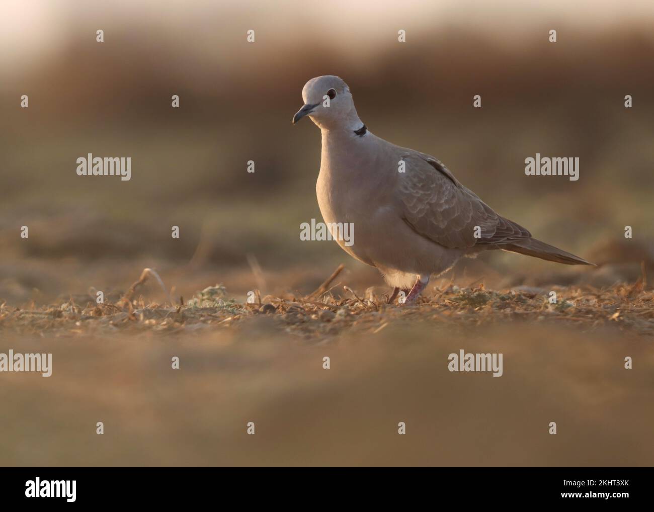 Closeup details of Ring necked dove. Cape turtle dove or Half collared
