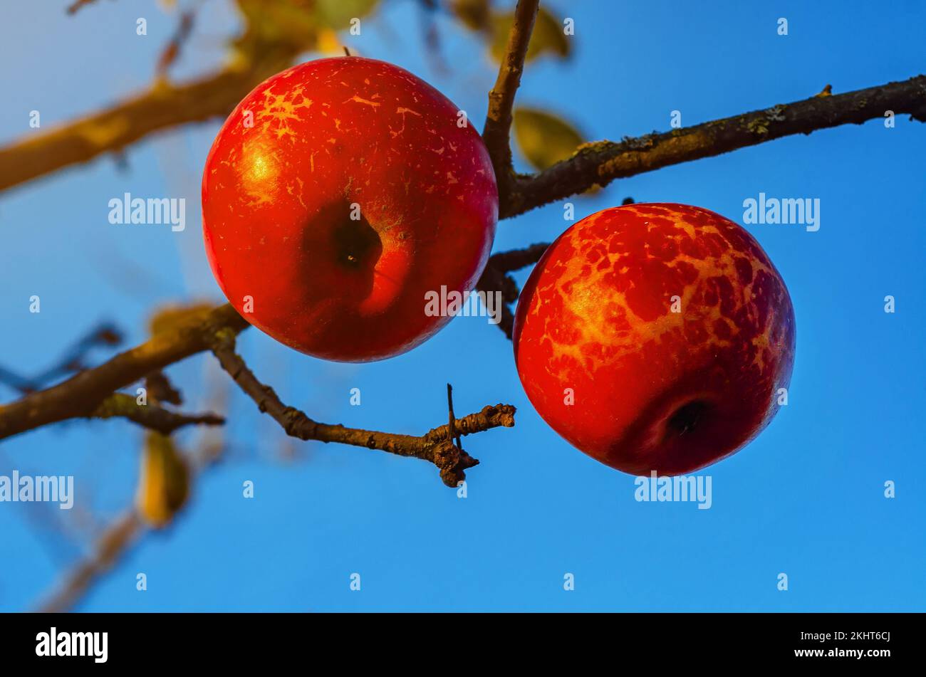 Red apple on a branch of an apple tree, autumn apple varieties, fruit harvest. Autumn photo Stock Photo