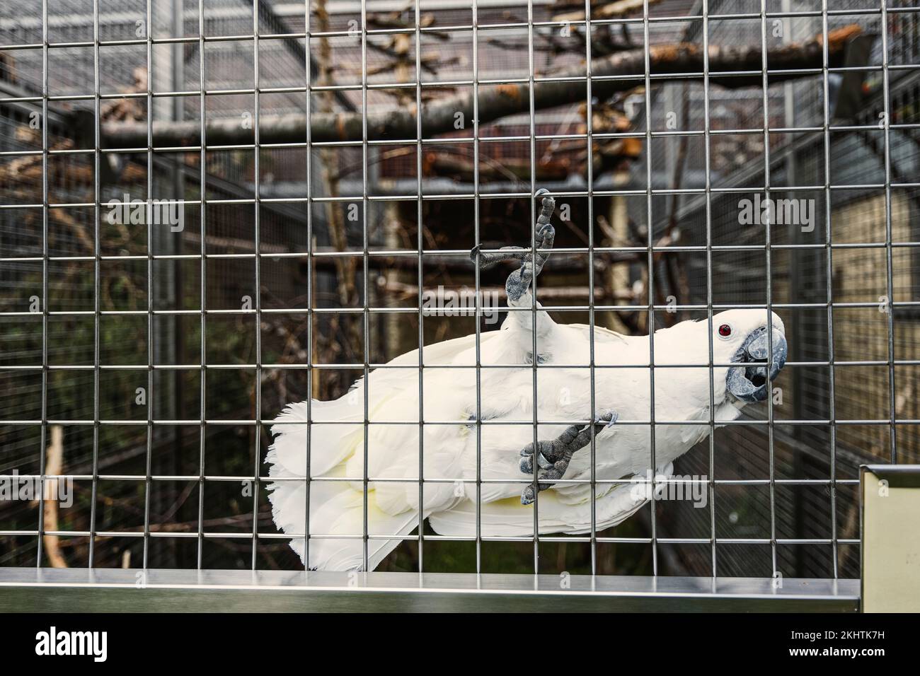 White cockatoo in cage at parrot zoo Stock Photo Alamy