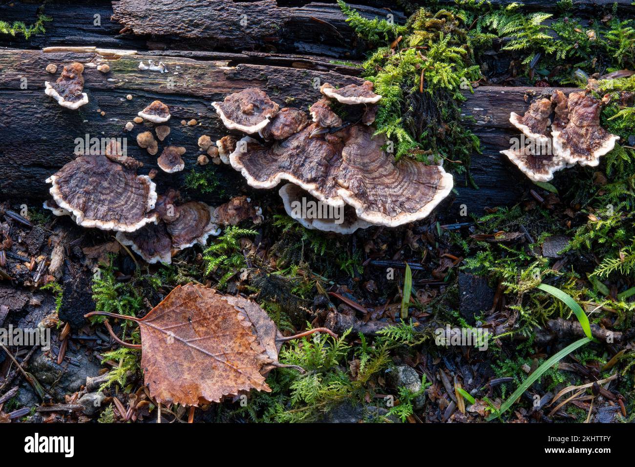 The bracket fungus, Gloeophyllum sepiarium, with its white growing zone, on rotting wood near to Aira Force, Lake Ullswater, Cumbria, UK Stock Photo