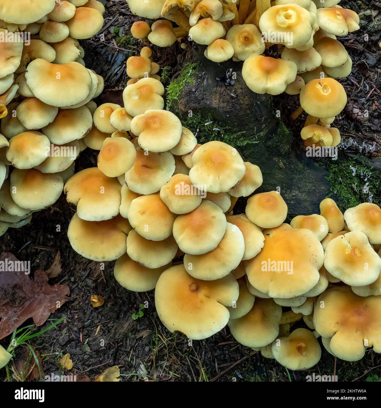 An eye-catching cluster of Yellow-capped fungi near to Aira Force, Lake Ullswater, Cumbria, UK Stock Photo