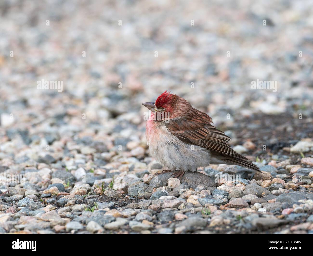 Cassin's finch Carpodacus cassinii male, possible sick or injured bird on the roadside, Cooke City, Montana, USA, June 2019 Stock Photo