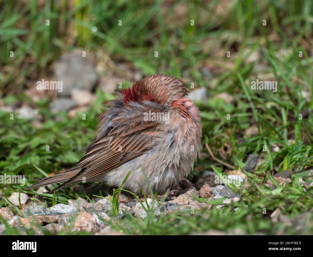 Cassin's finch Carpodacus cassinii male, possible sick or injured bird resting on the roadside, Cooke City, Montana, USA, June 2019 Stock Photo