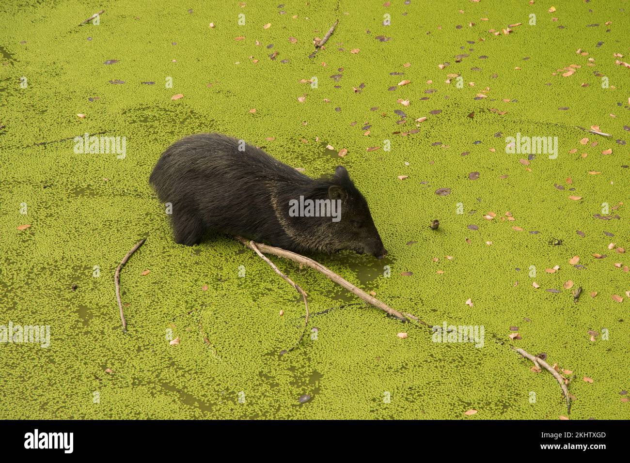 Young collared peccary in green swamp closeup Stock Photo