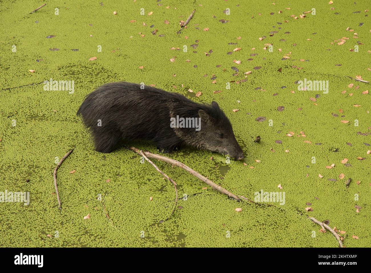 Young collared peccary in green swamp closeup Stock Photo