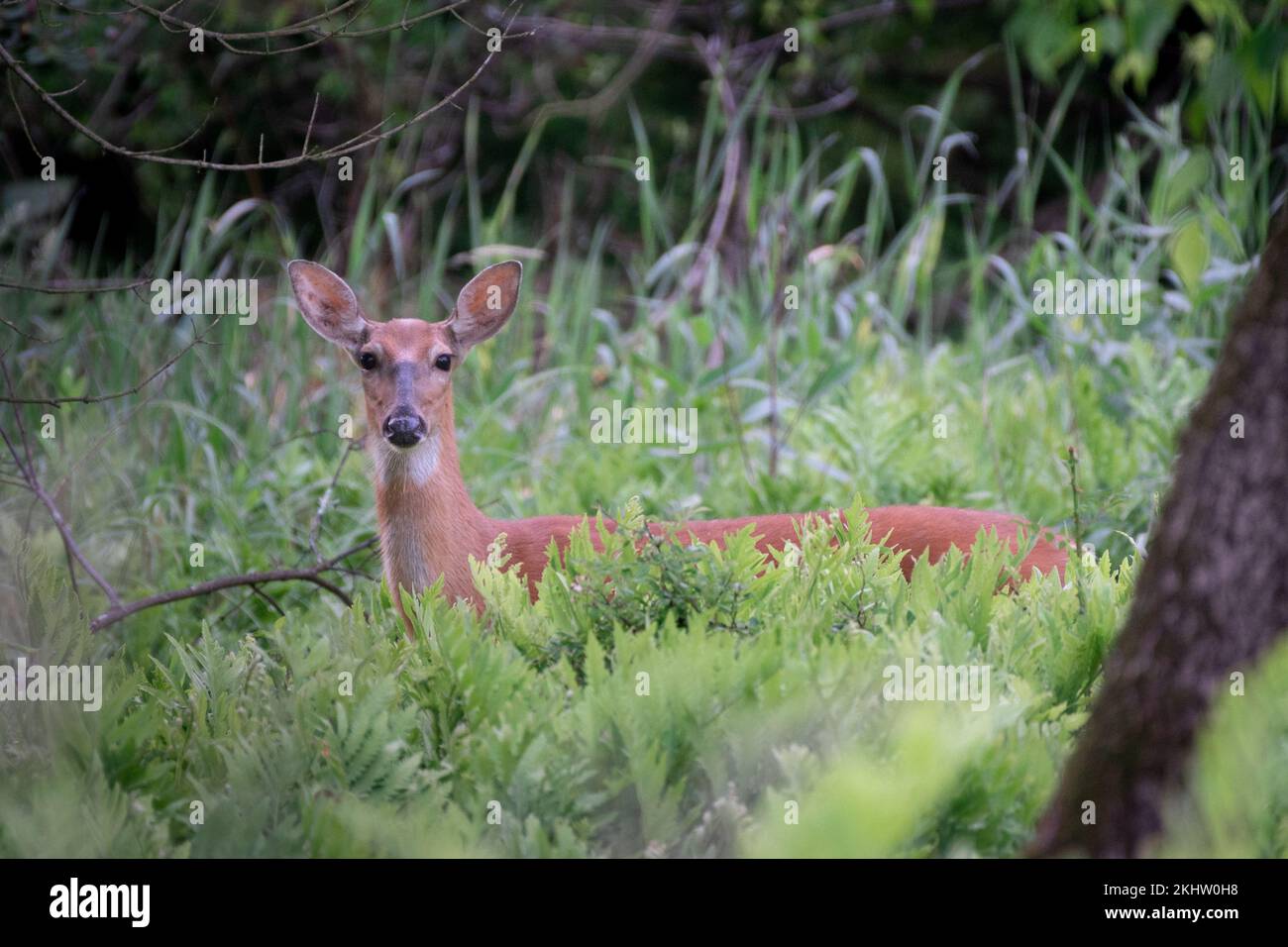 A wild white-tailed doe standing in the woods Stock Photo