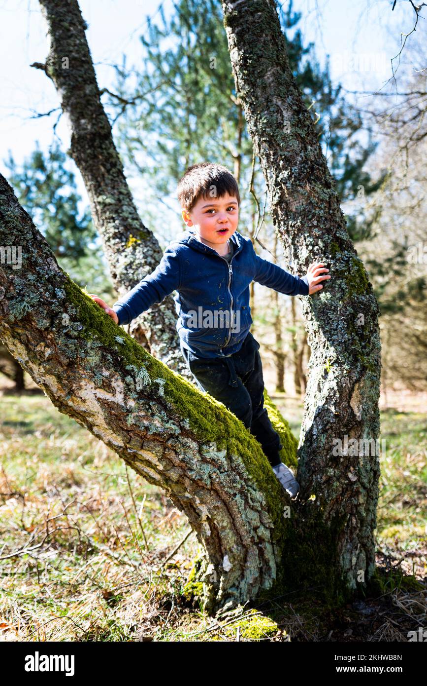 Happy kid smiling across a tree trunk forming a Y shape outdoor in a natural park. Gracious 5 year old kid laughing between boughs amid lush nature Stock Photo