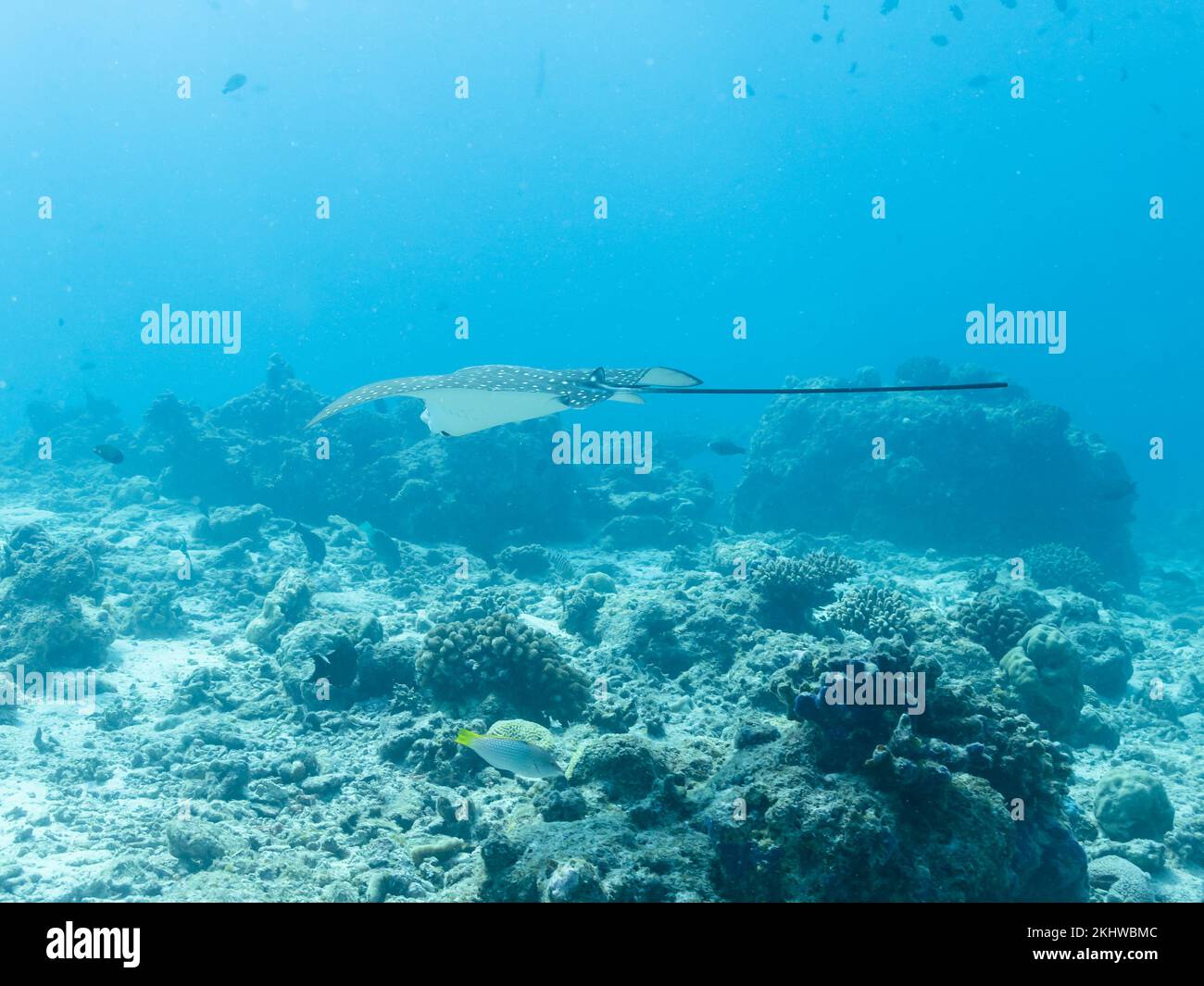 Whitespotted eagle ray in the depths of the Indian ocean, Maldives Stock Photo