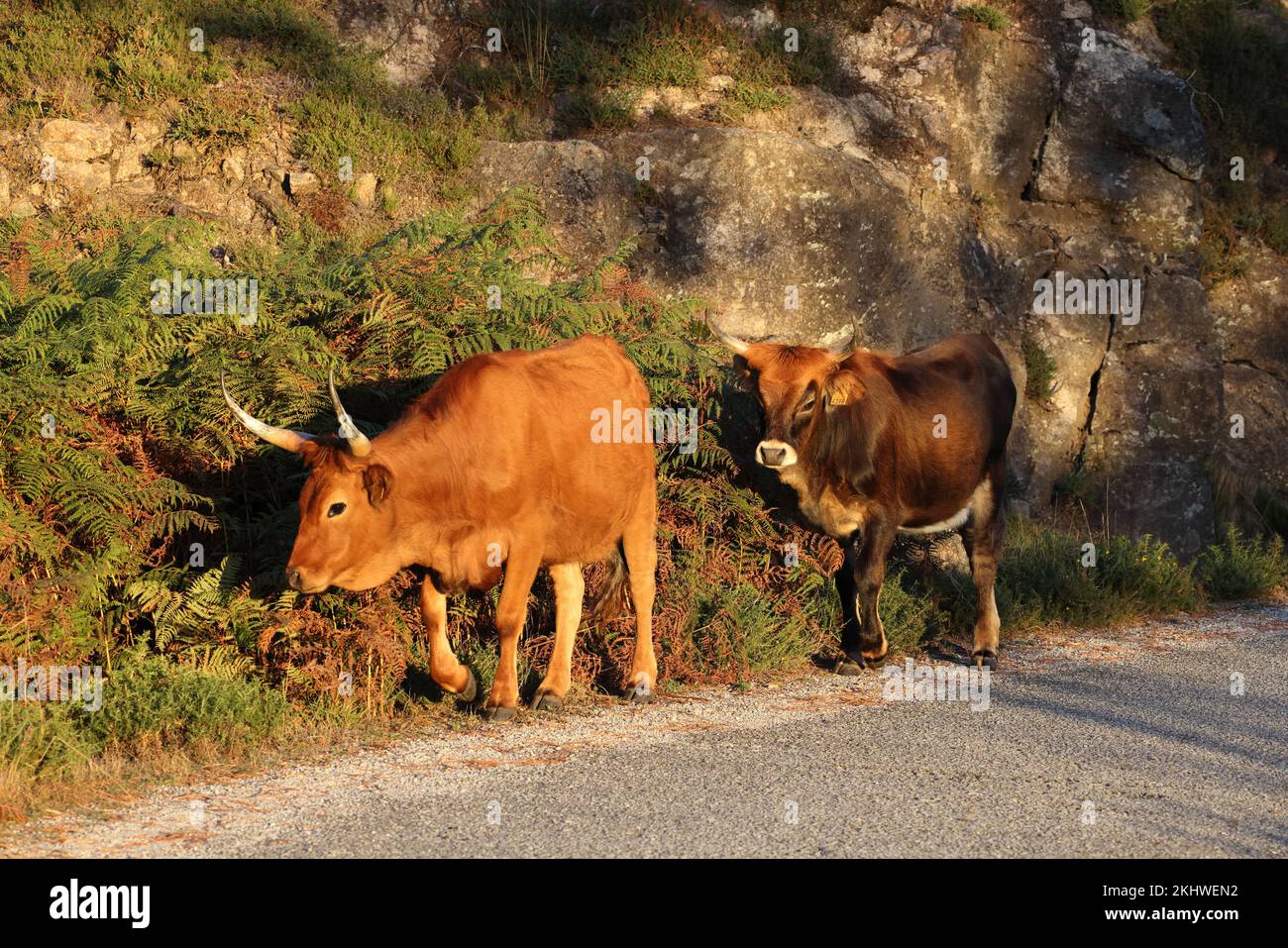 The Maronesa cow is a traditional Portuguese mountain cattle breed