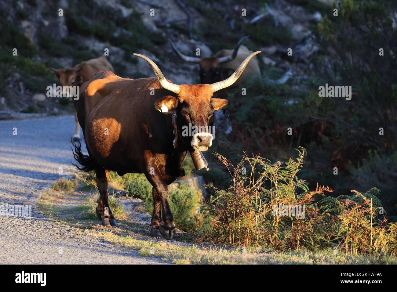 The Maronesa cow is a traditional Portuguese mountain cattle breed