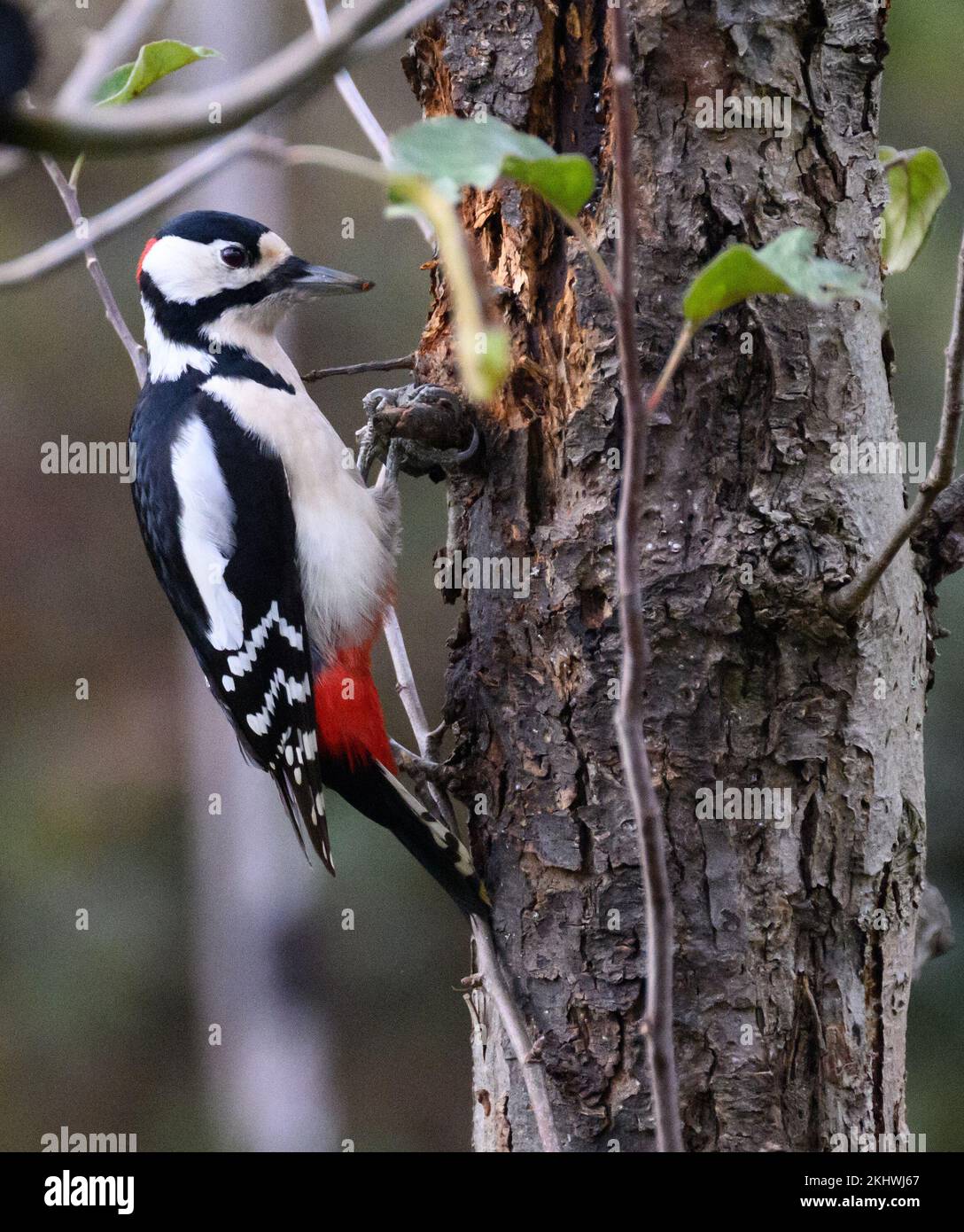 Woodpeckers pecking in tree hi-res stock photography and images - Alamy