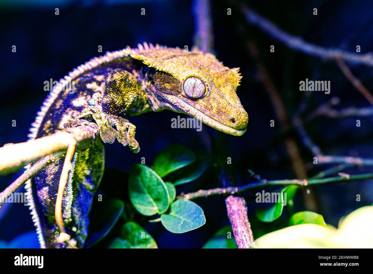 Uroplatus gecko. Reptile and reptiles. Amphibian and Amphibians