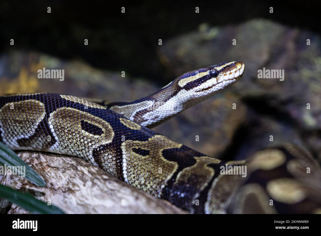Ball python snake. Reptile and reptiles. Amphibian and Amphibians. Tropical fauna. Wildlife and zoology. Nature and animal photography. Stock Photo