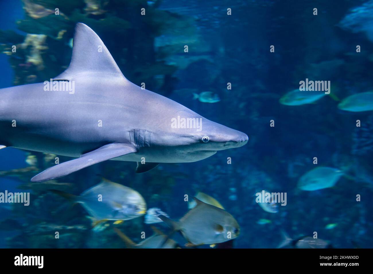 Shark in the water. Aquatic creature. Water world. Sea, ocean, lake and