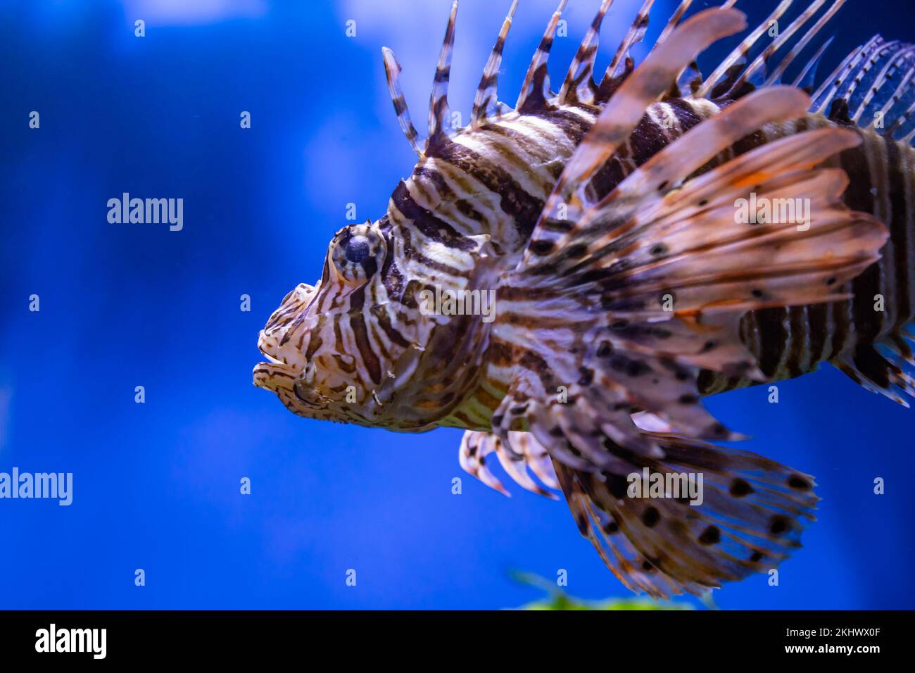 Fish in the water. Aquatic creature. Water world. Sea, ocean, lake and