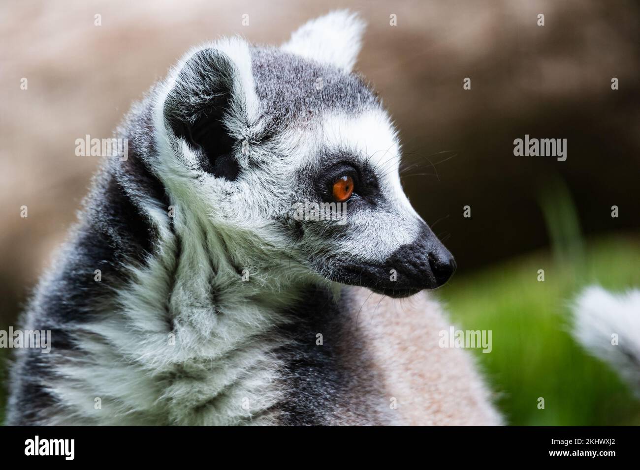 Ring-tailed lemur monkey. Mammal and mammals. Land world and fauna. Wildlife and zoology. Nature and animal photography. Stock Photo