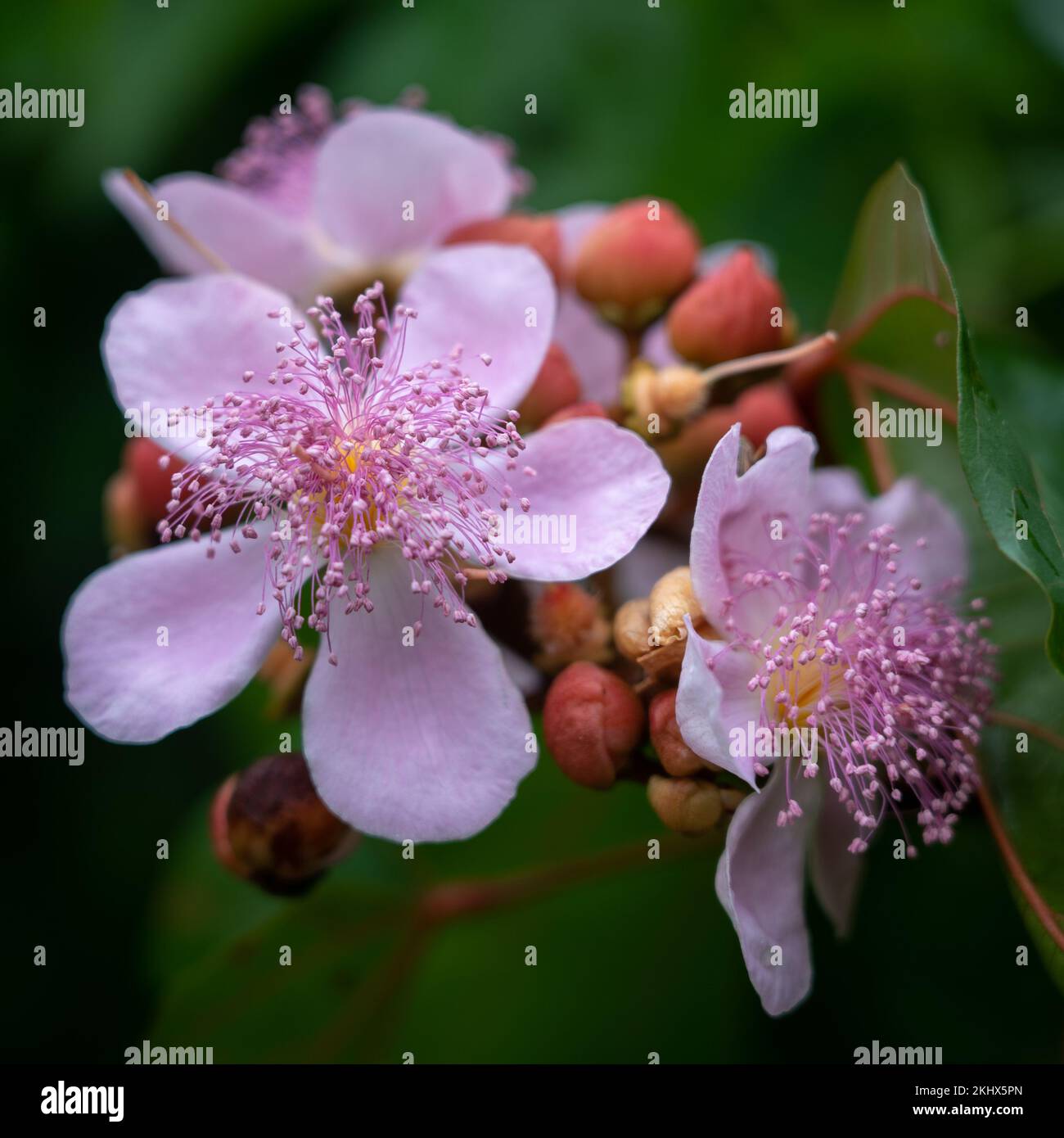 Closeup view of achiote or bixa orellana cluster of pink flowers and buds outdoors on green natural background Stock Photo