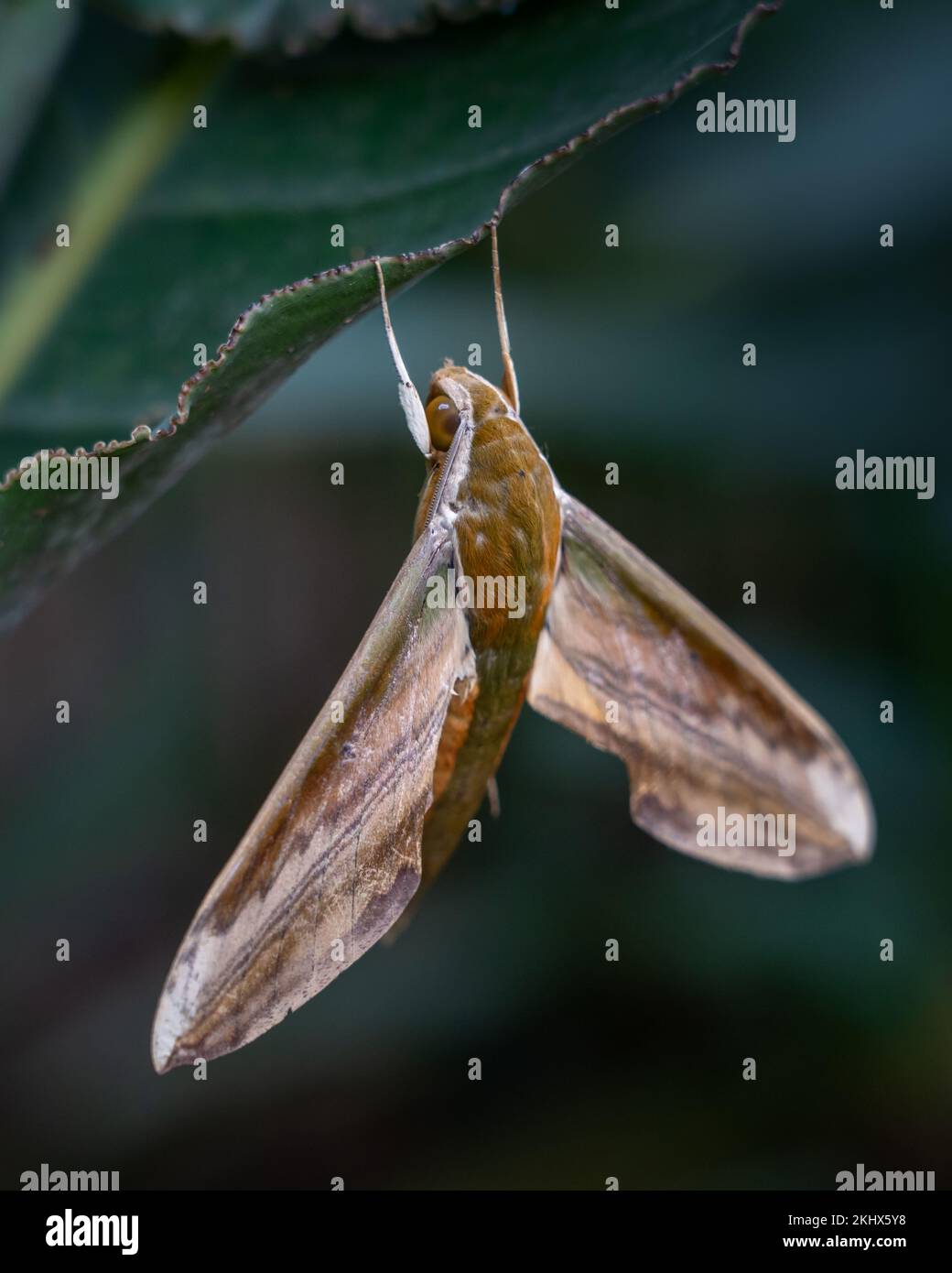 Closeup view of theretra nessus or yam hawk moth of the sphingidae family hanging on leaf isolated outdoors Stock Photo