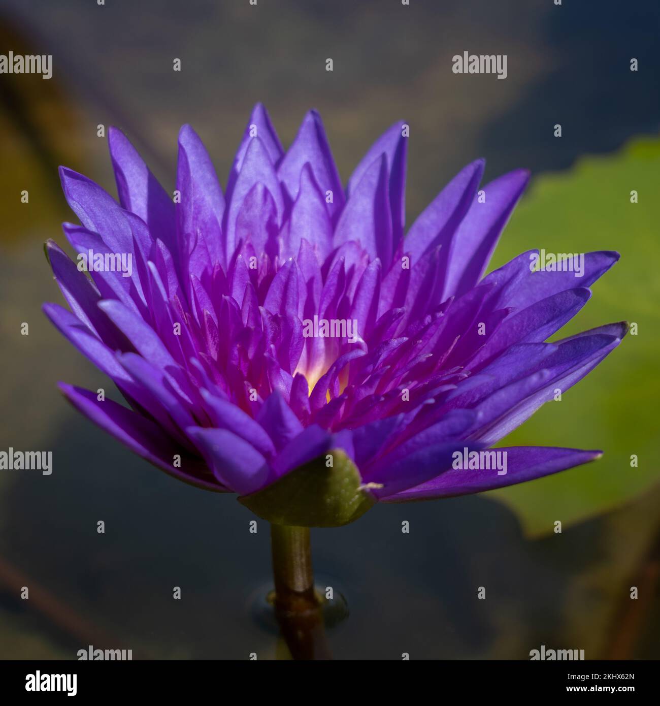 Closeup view of purple blue water lily king of siam nymphaea flower blooming in pond Stock Photo