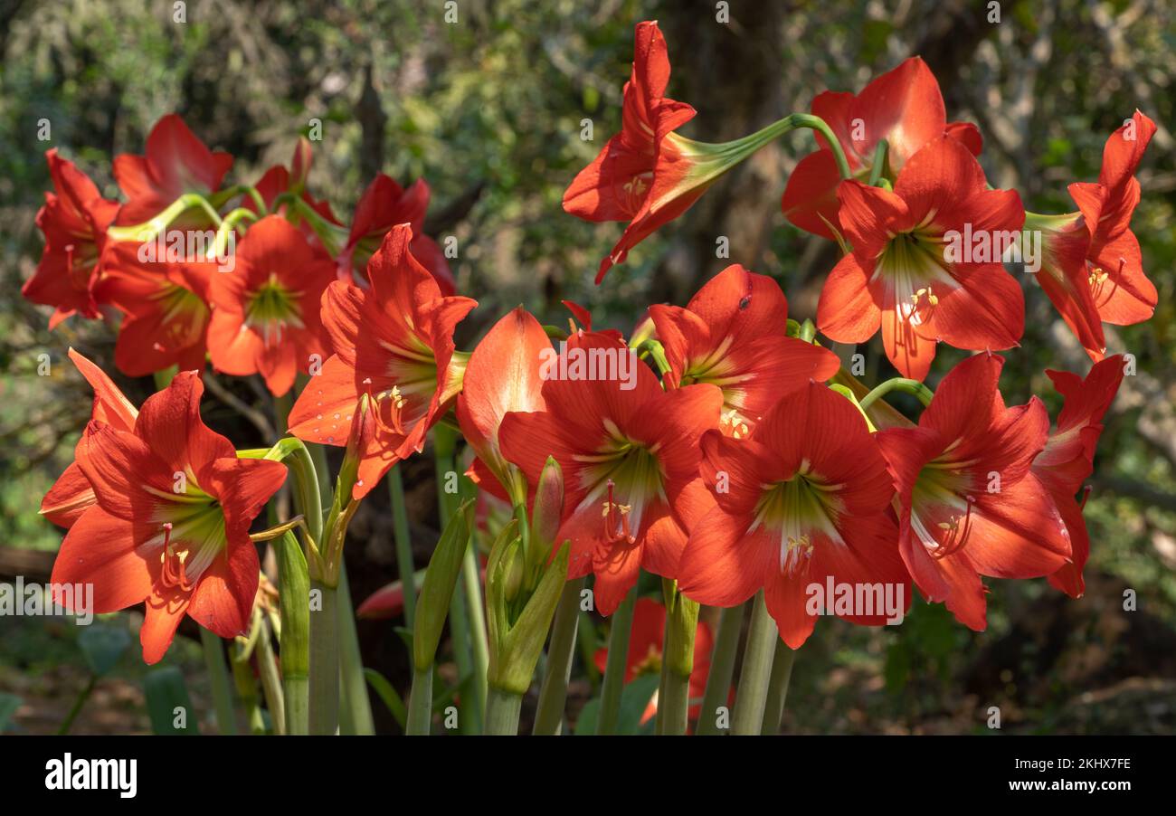 Closeup view of multiple bright red and white hybrid amaryllis flowers blooming outdoors in tropical garden with natural background Stock Photo