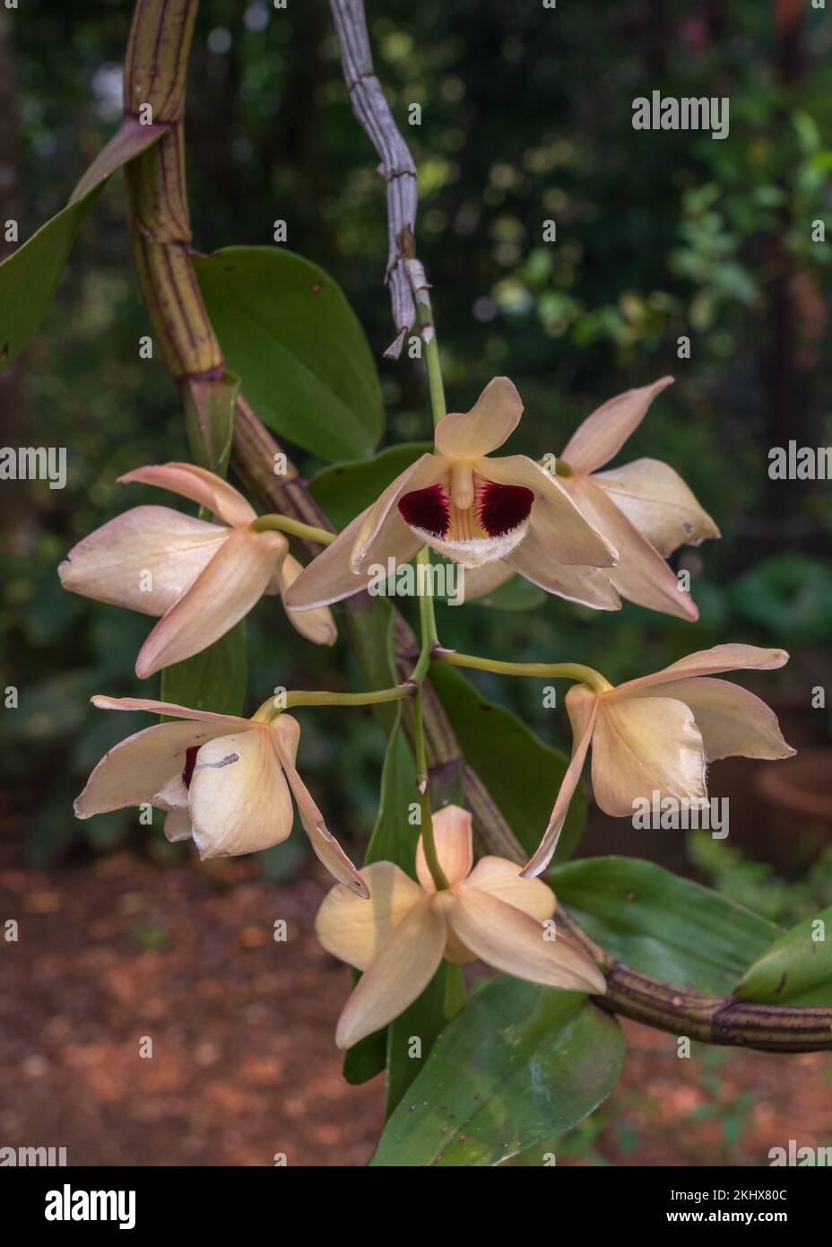 Closeup view of epiphytic orchid species dendrobium pulchellum aka charming dendrobium cream white and purple flowers outdoors on garden background Stock Photo