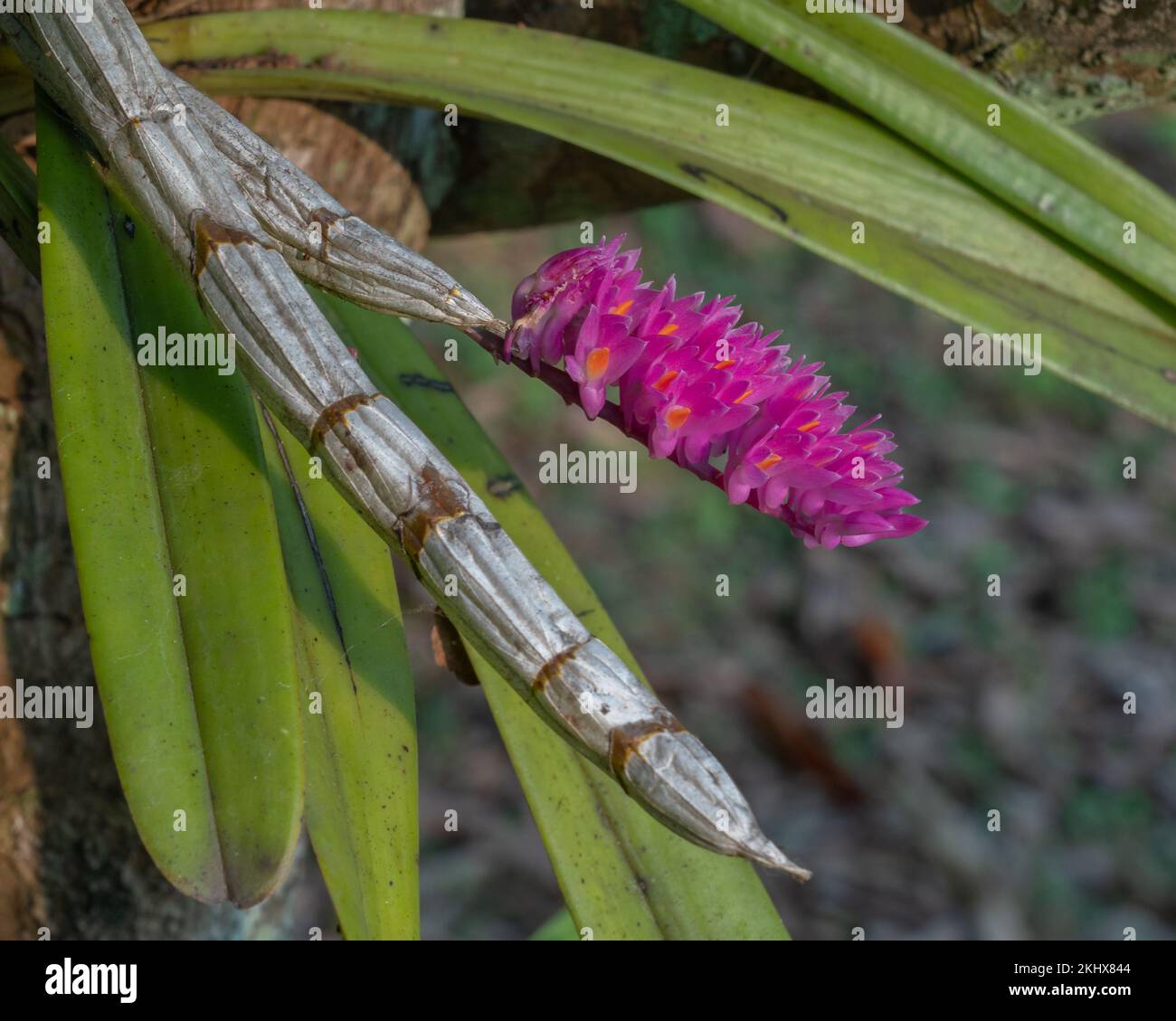 Closeup view of bright pink and orange flowers of epiphytic orchid species dendrobium secundum aka toothbrush orchid blooming on natural background Stock Photo