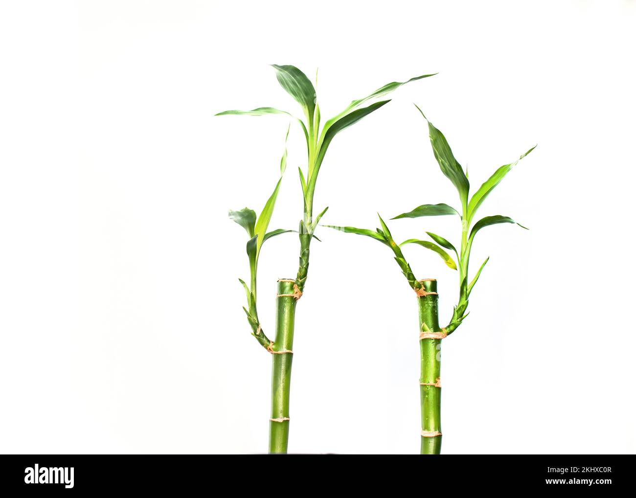 Two lucky bamboos isolated on white background Stock Photo