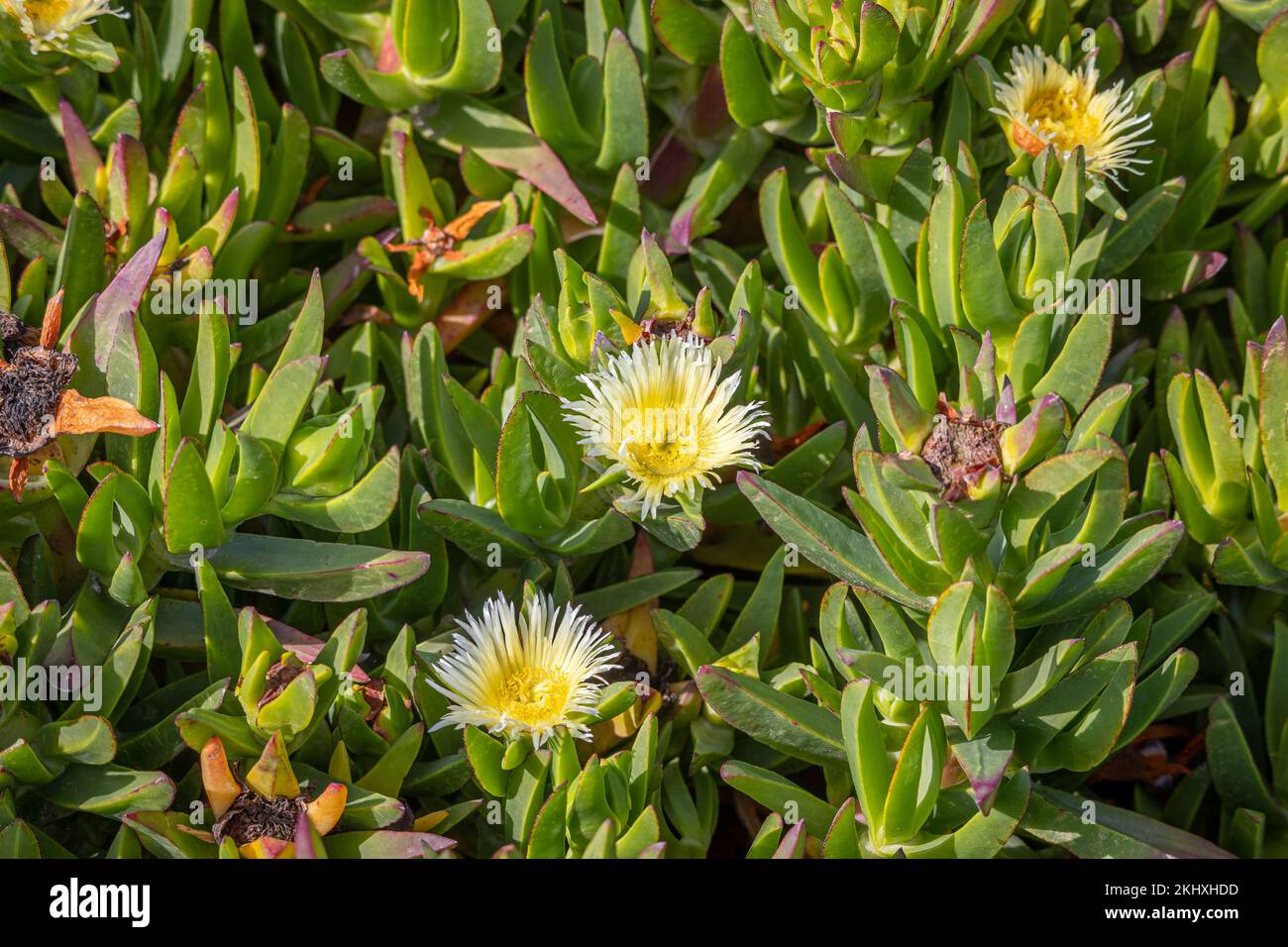 The coastline of the northern pacific ocean in California covered with the hottentot fig in the colors yellow and green Stock Photo