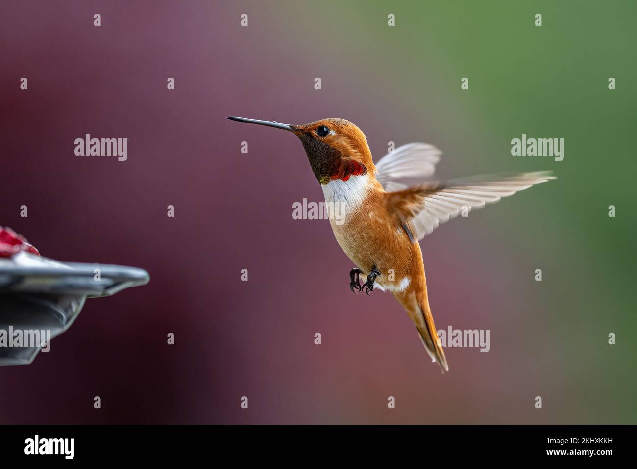 A male Rufous hummingbird (Trochilidae) hovers mid flight in British Columbia Stock Photo