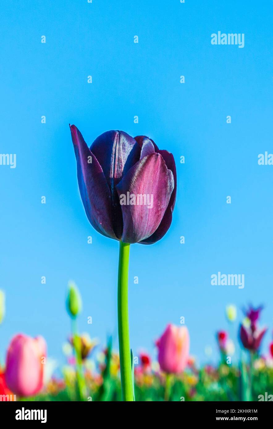 Spring field with blooming colorful tulips Stock Photo - Alamy
