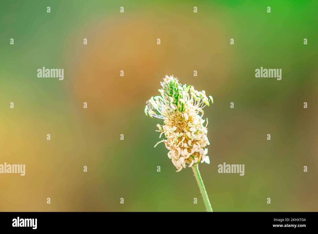 close up shot of wild flower having blur green background in nature Stock Photo
