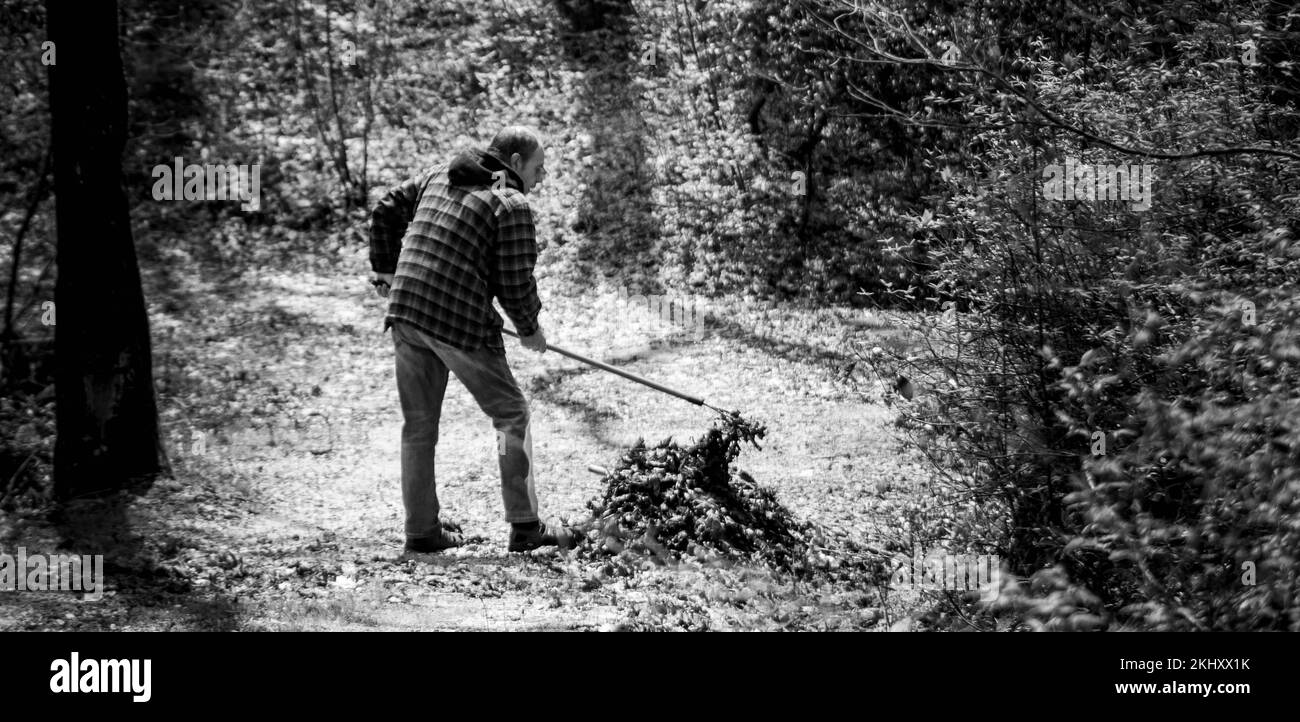 Man racking leafs Stock Photo Alamy