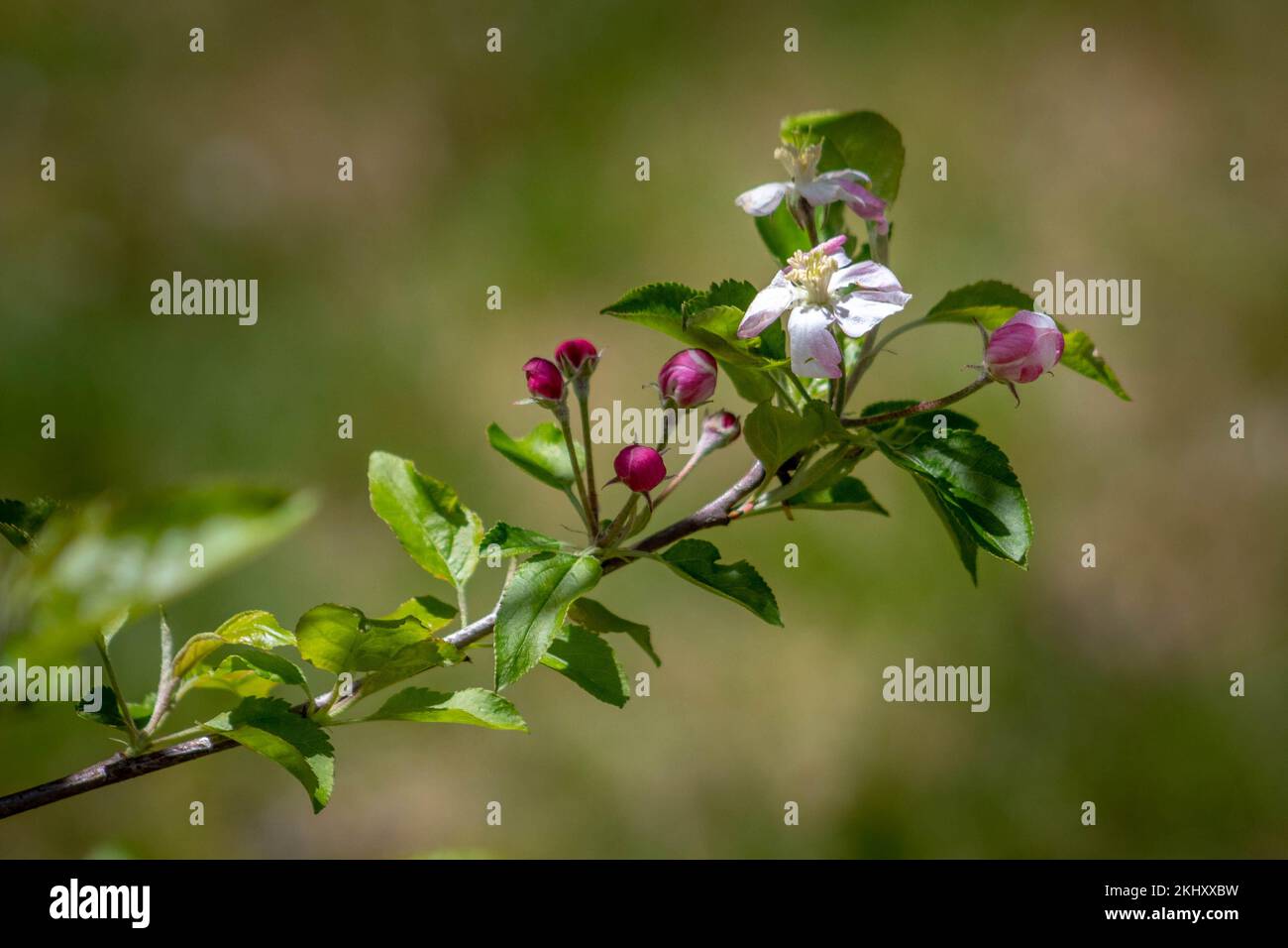 Black cherry tree north carolina hires stock photography and images