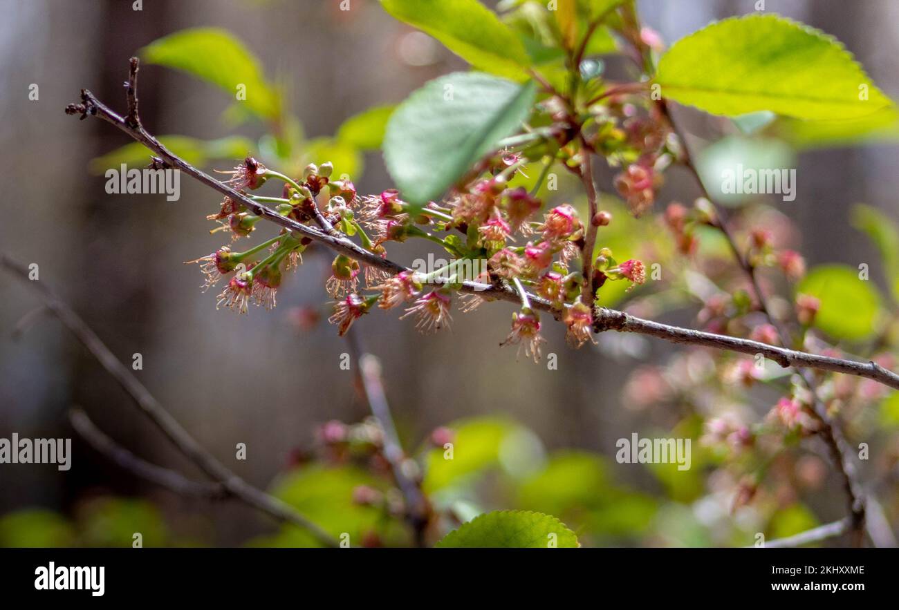 Black cherry tree north carolina hires stock photography and images