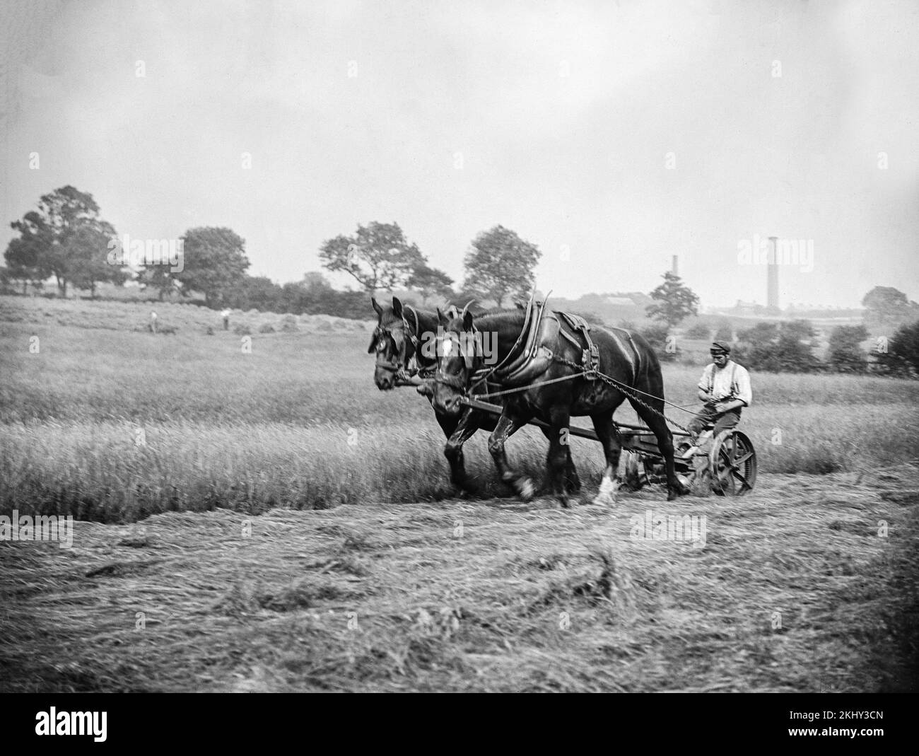 Late 19th century black and white English photograph showing two large Shire horses pulling a grass hay cutting machine with the farmer sitting on top. Stock Photo