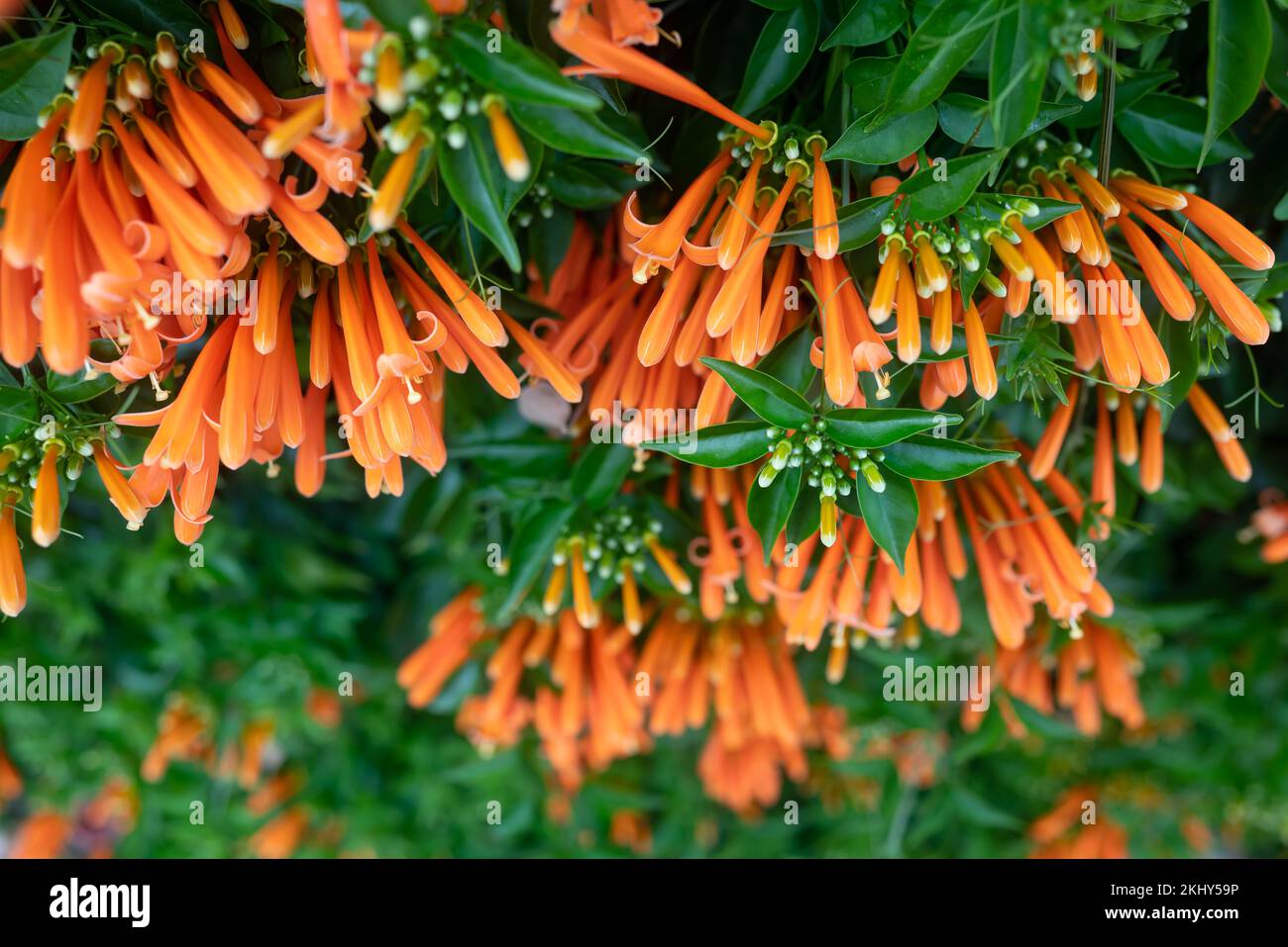 Orange flowers and green leaves summer background. Flamevine blossoms closeup Stock Photo