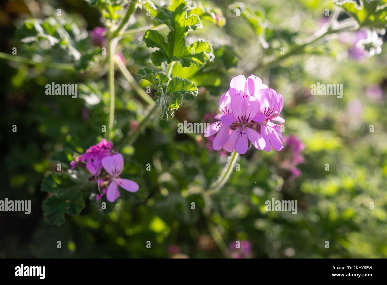 Purple flowers on green leaves background. Closeup of oakleaf geranium Stock Photo