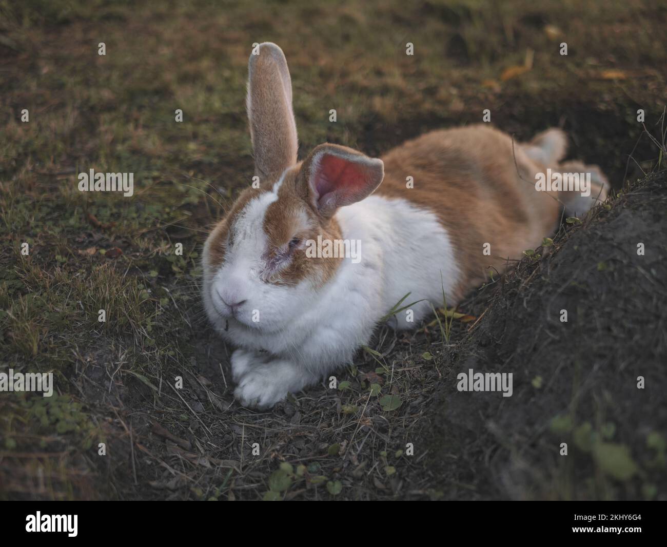 Dutch rabbit hi-res stock photography and images - Alamy