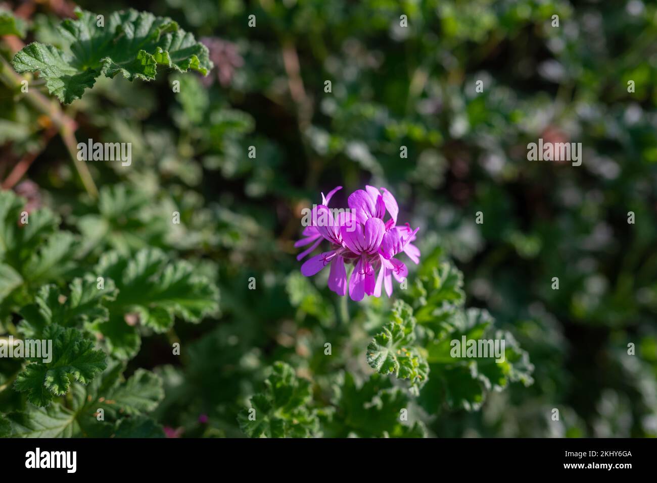 Purple flowers on green leaves background. Closeup of oakleaf geranium Stock Photo