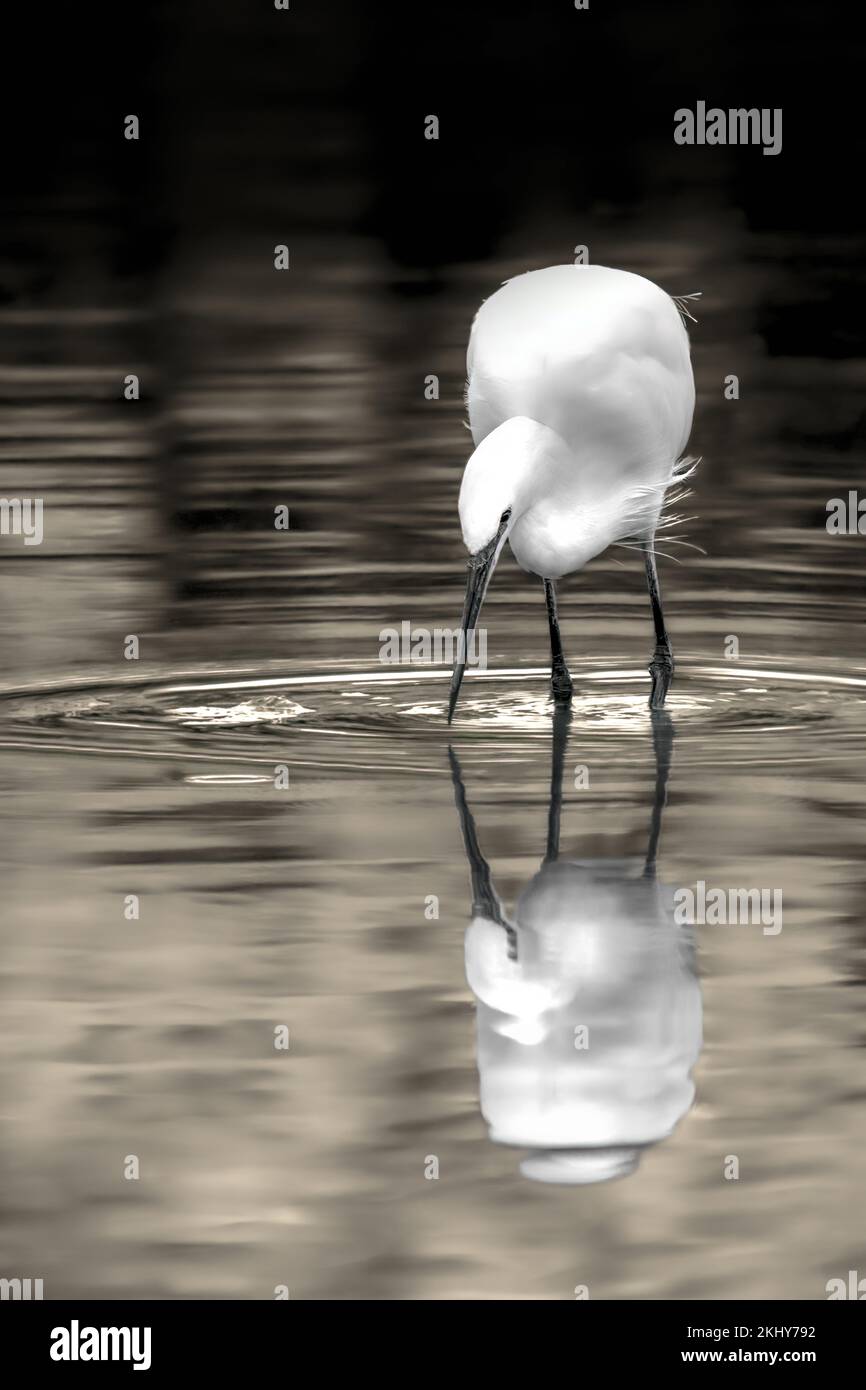 A black and white picture with a touch of sepia of a white great egret in water, reflecting itself , minimalism, dark, vertical Stock Photo