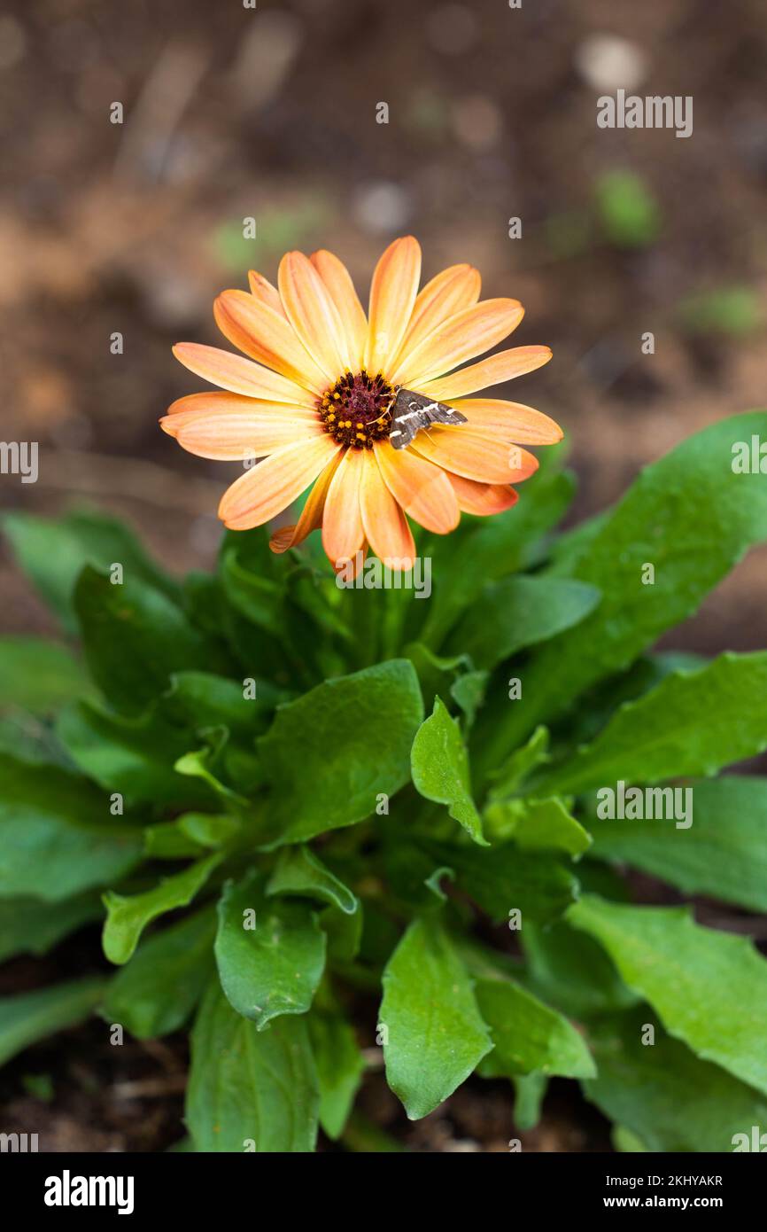 A butterfly sits on a flower in the garden Stock Photo - Alamy