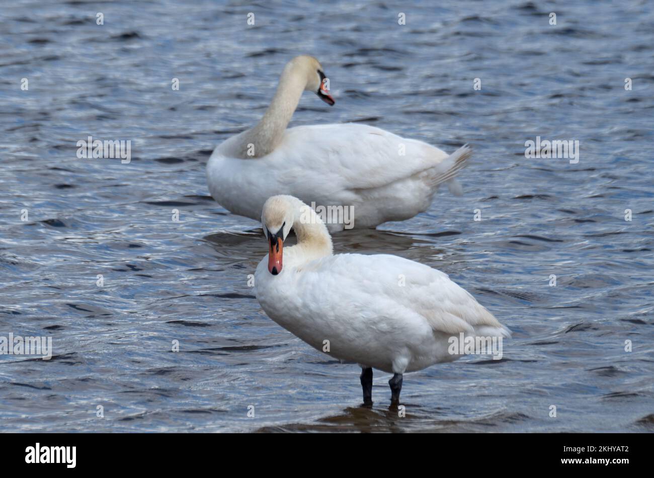 Two white swans floating on the water Stock Photo