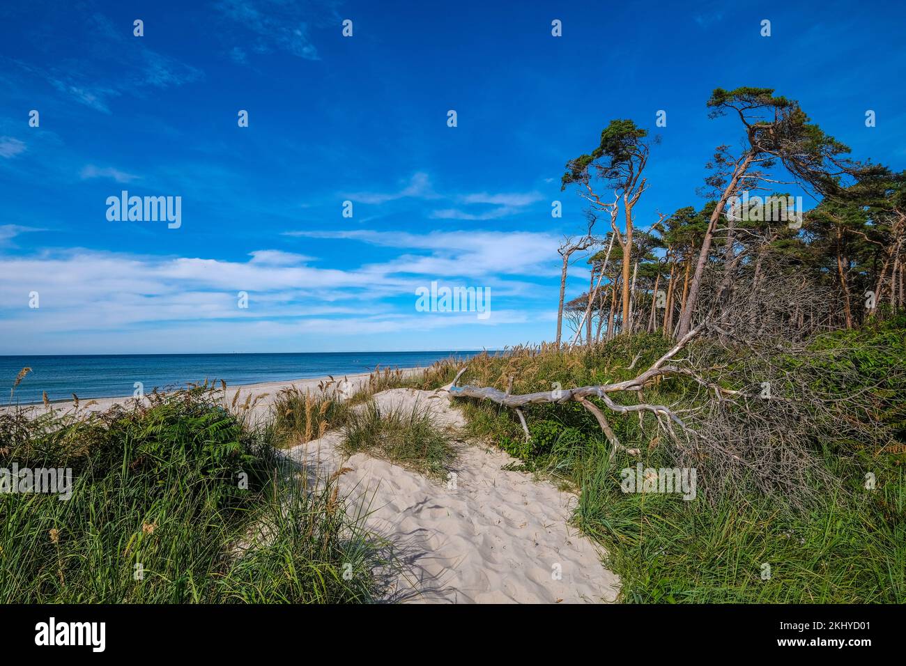 Born am Darss, Fischland-Darss-Zingst, Mecklenburg-Vorpommern, Germany - pine forest in the dunes on the Darss west beach north of Ahrenshoop. On the Stock Photo