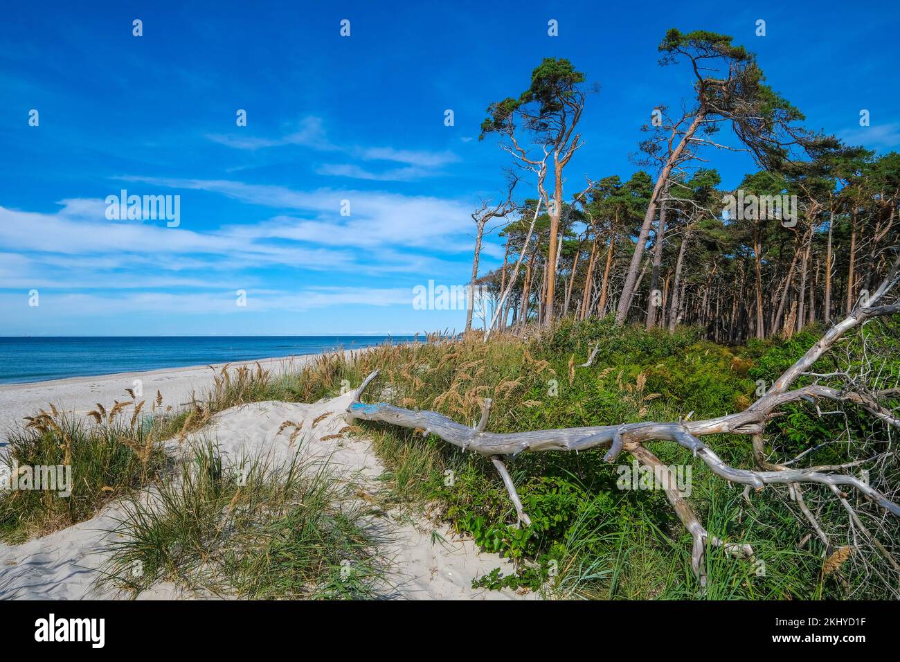 Born am Darss, Fischland-Darss-Zingst, Mecklenburg-Vorpommern, Germany - pine forest in the dunes on the Darss west beach north of Ahrenshoop. On the Stock Photo