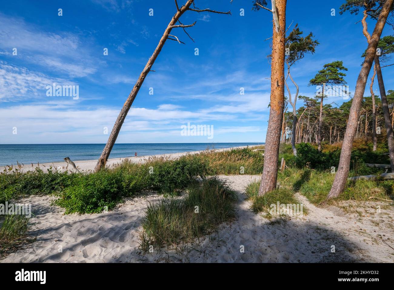 Born am Darss, Fischland-Darss-Zingst, Mecklenburg-Vorpommern, Germany - pine forest in the dunes on the Darss west beach north of Ahrenshoop. On the Stock Photo