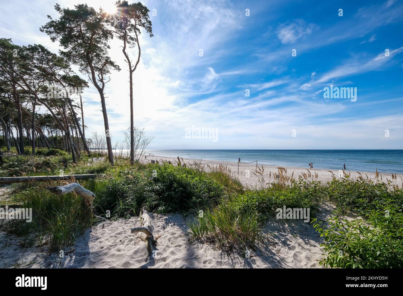 Born am Darss, Fischland-Darss-Zingst, Mecklenburg-Vorpommern, Germany - pine forest in the dunes on the Darss west beach north of Ahrenshoop. On the Stock Photo