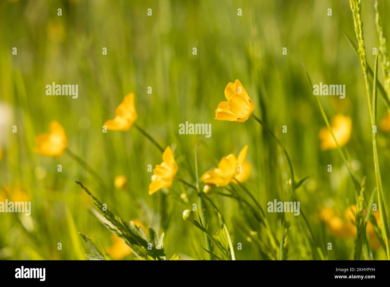 Garden buttercups bloom hires stock photography and images Alamy